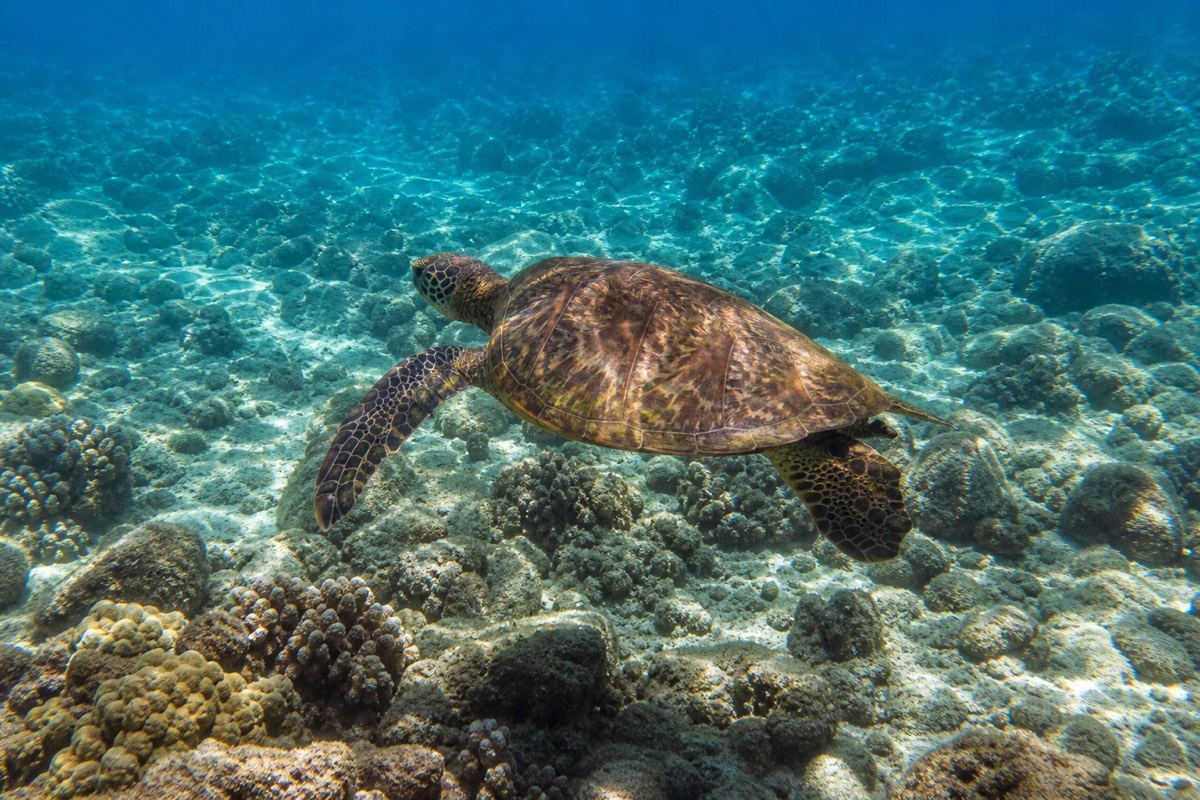 A green sea turtle (honu) off Oahu