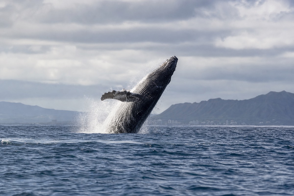 A humpback whale breaching off Oahu's south shore