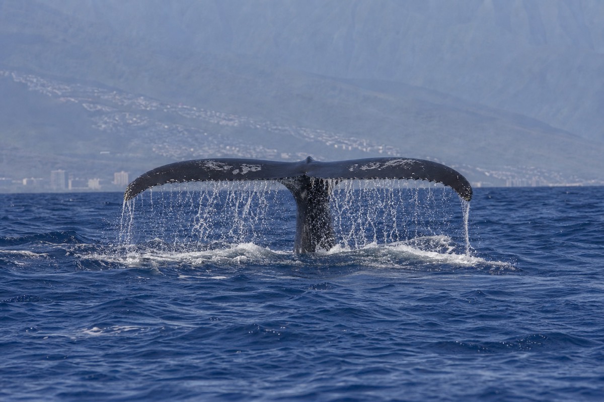 A humpback whale's tail fluke diving into the Pacific between the Hawaiian Islands