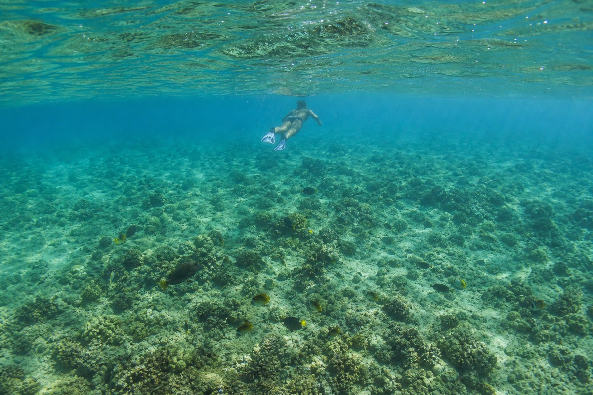 Snorkeling over a reef off Oahu