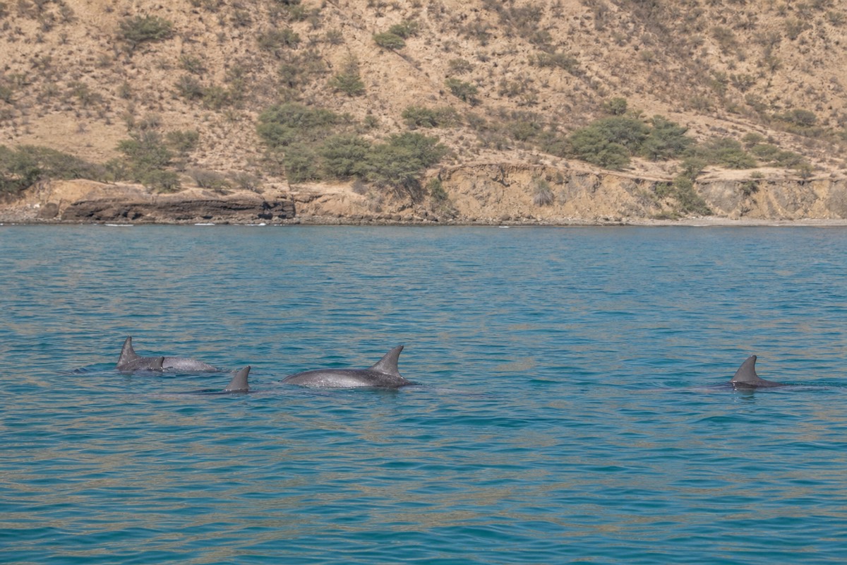 Hawaiian spinner dolphins off Oahu's coast
