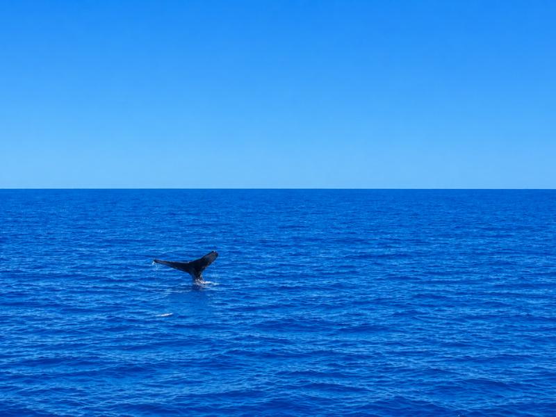 Oahu Whale Watching Boat Adventure from Honolulu